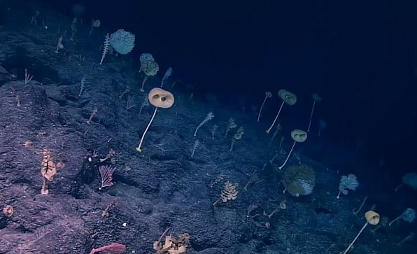 怪异！美科学家千米深海底发现大量玻璃海绵