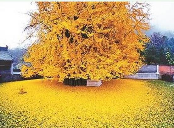 千年银杏树成“网红”  参观需微信实名预约 传为李世民栽种