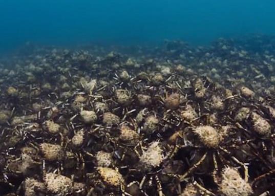 海底奇观 澳海域成千上万只蜘蛛蟹集体脱壳
