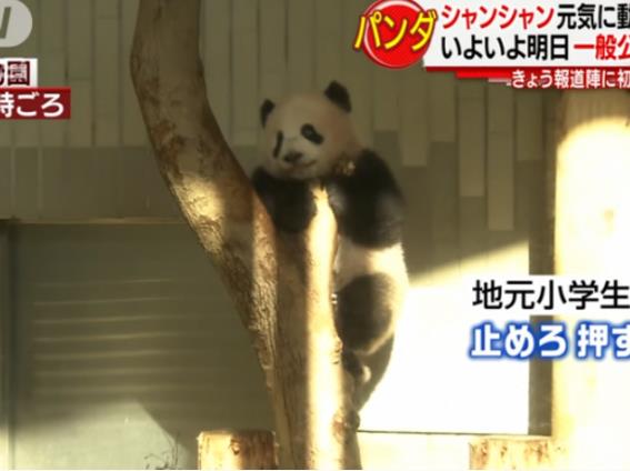 大熊猫“香香”成日本网红 直播首日访问量突破115万次